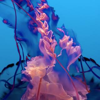 4k underwater iPhone wallpaper
