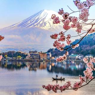 Japanese Cherry Blossom 4k wallpaper