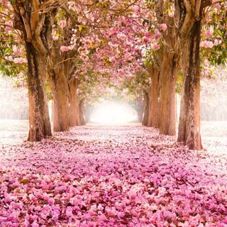 Japanese Cherry Blossom 4k wallpaper