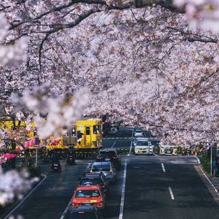 Sakura car wallpaper