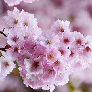 Japanese Cherry Blossom 4k wallpaper