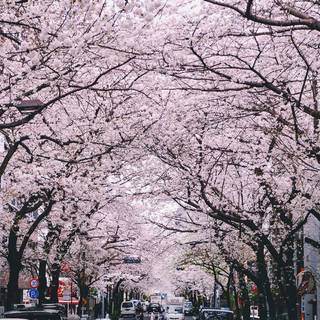 Sakura car wallpaper