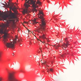 Red Japan 4k wallpaper