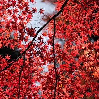 Red Japan 4k wallpaper