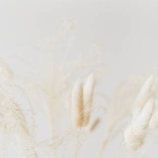 White minimalist iPhone wallpaper