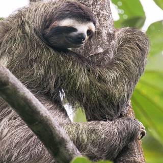 Sloth iPhone wallpaper