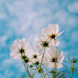 Spring flowers phone wallpaper