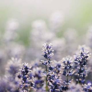 Spring aesthetic computer wallpaper