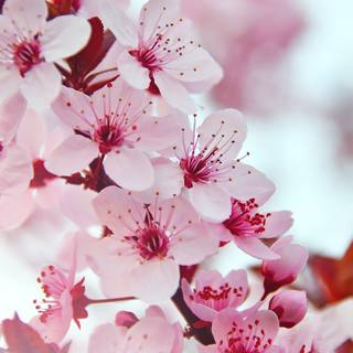 Spring flowers phone wallpaper