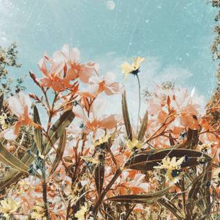 Spring aesthetic HD wallpaper