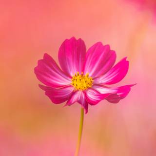 Spring flowers phone wallpaper