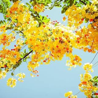 Spring aesthetic computer wallpaper