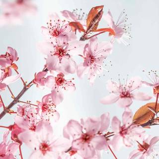 Spring flowers phone wallpaper