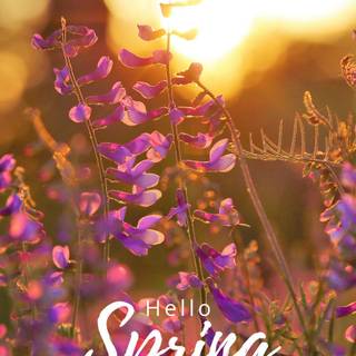Spring flowers phone wallpaper