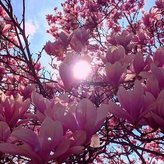 Spring flowers phone wallpaper