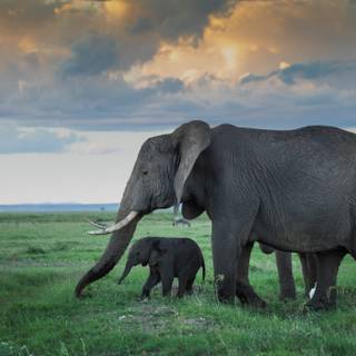 African mother wallpaper