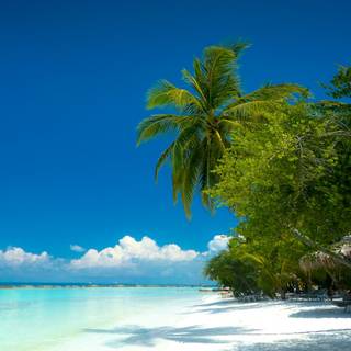 Tropical sea wallpaper