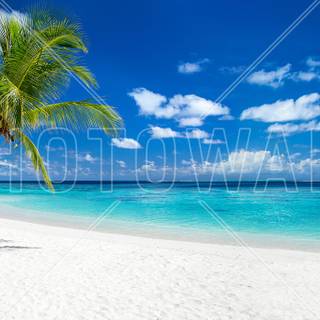 Tropical sea wallpaper