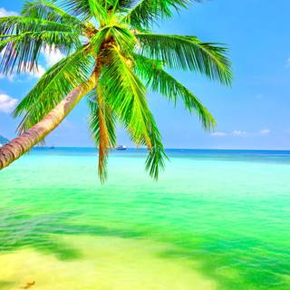 Tropical sea wallpaper