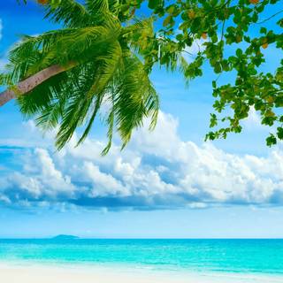 Tropical sea wallpaper