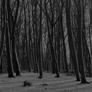 Dark winter forest 4k wallpaper