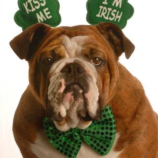 St Patricks Day dog wallpaper