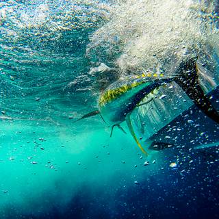 Offshore fishing wallpaper