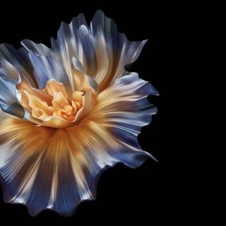 Honor Magic wallpaper