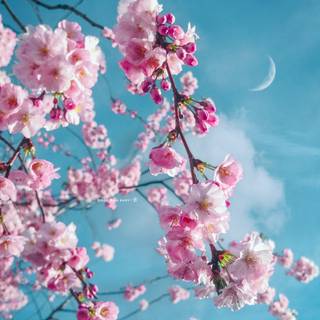 Aesthetic Sakura HD wallpaper