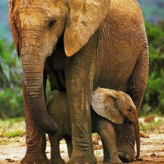 Mother and baby HD wallpaper