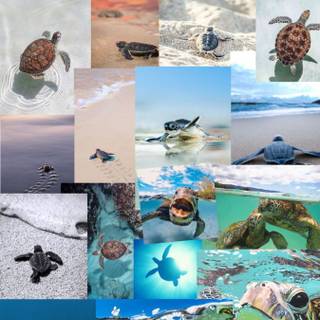 Turtle collage wallpaper