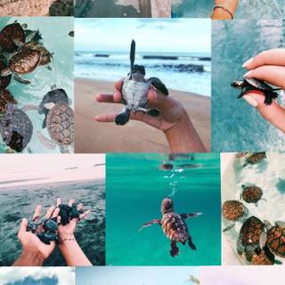Turtle collage wallpaper