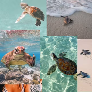 Turtle collage wallpaper