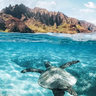 Turtle collage wallpaper