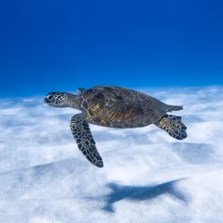 Turtle collage wallpaper