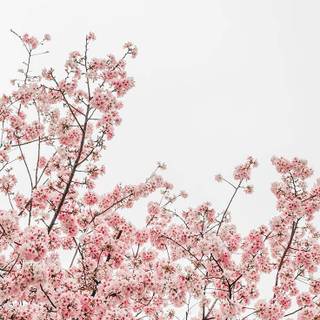 Preppy early spring wallpaper