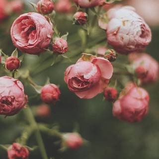 Preppy early spring wallpaper