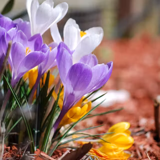 Preppy early spring wallpaper