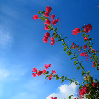 Spring blue sky wallpaper