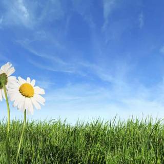 Spring blue sky wallpaper