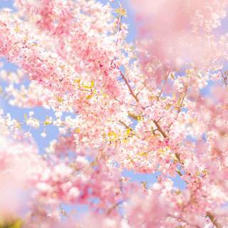 Preppy early spring wallpaper