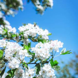 Spring blue sky wallpaper