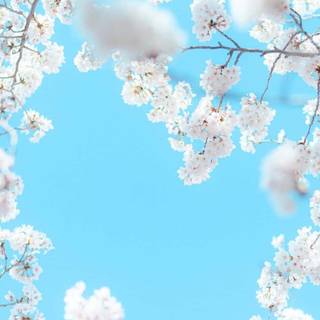 Spring blue sky wallpaper