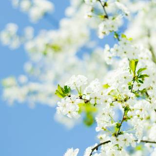 Spring blue sky wallpaper
