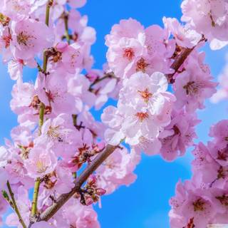 Spring blue sky wallpaper