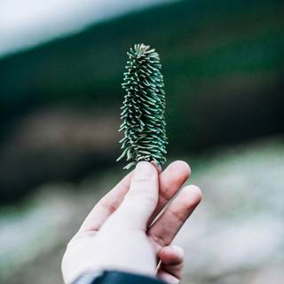 Nature simple wallpaper