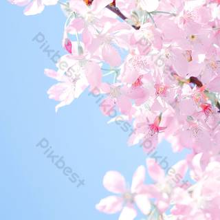 Spring blue sky wallpaper