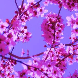 Spring blue sky wallpaper