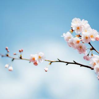 Spring blue sky wallpaper