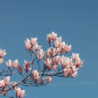 Spring blue sky wallpaper